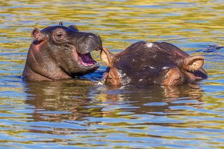 Enjoy a good giggle with the Comedy Wildlife Photography awards photo 22