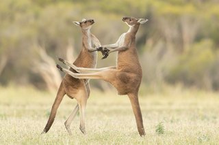 Enjoy a good giggle with the Comedy Wildlife Photography awards photo 47