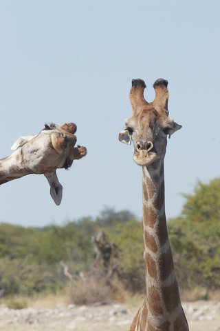 Enjoy a good giggle with the Comedy Wildlife Photography awards photo 5