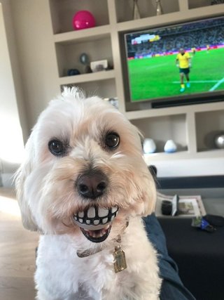 Are your pets as funny as the ones in the Comedy Pet Photo Awards 2021? photo 14